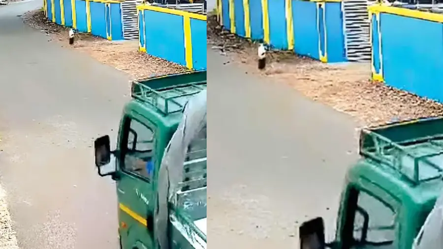 rescue
