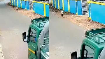 rescue