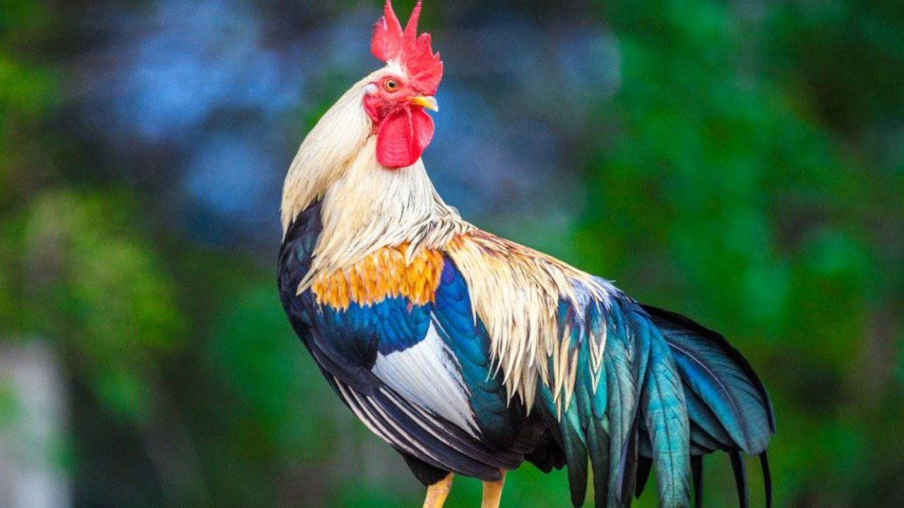 rooster