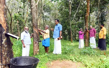 ഓടനാവട്ടം കുടവട്ടൂരിൽ റബർ കർഷകരായ രാജൻ ദാമു, ജി വാസുദേവൻ, എൽ സന്തോഷ് കുമാർ, ആർ രാമചന്ദ്രൻ,
രവീന്ദ്രൻ പിള്ള, എസ് ജയപ്രകാശ് എന്നിവർ