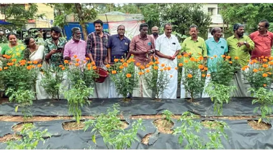 Integrated farming