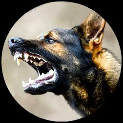 Barking Dogs