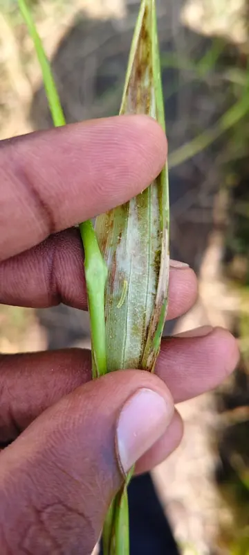 രോഗം ബാധിച്ച  നെൽച്ചെടികൾ