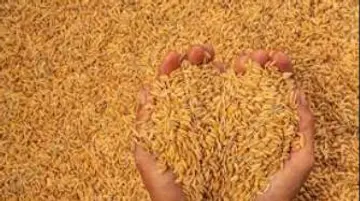 nellusambharanam