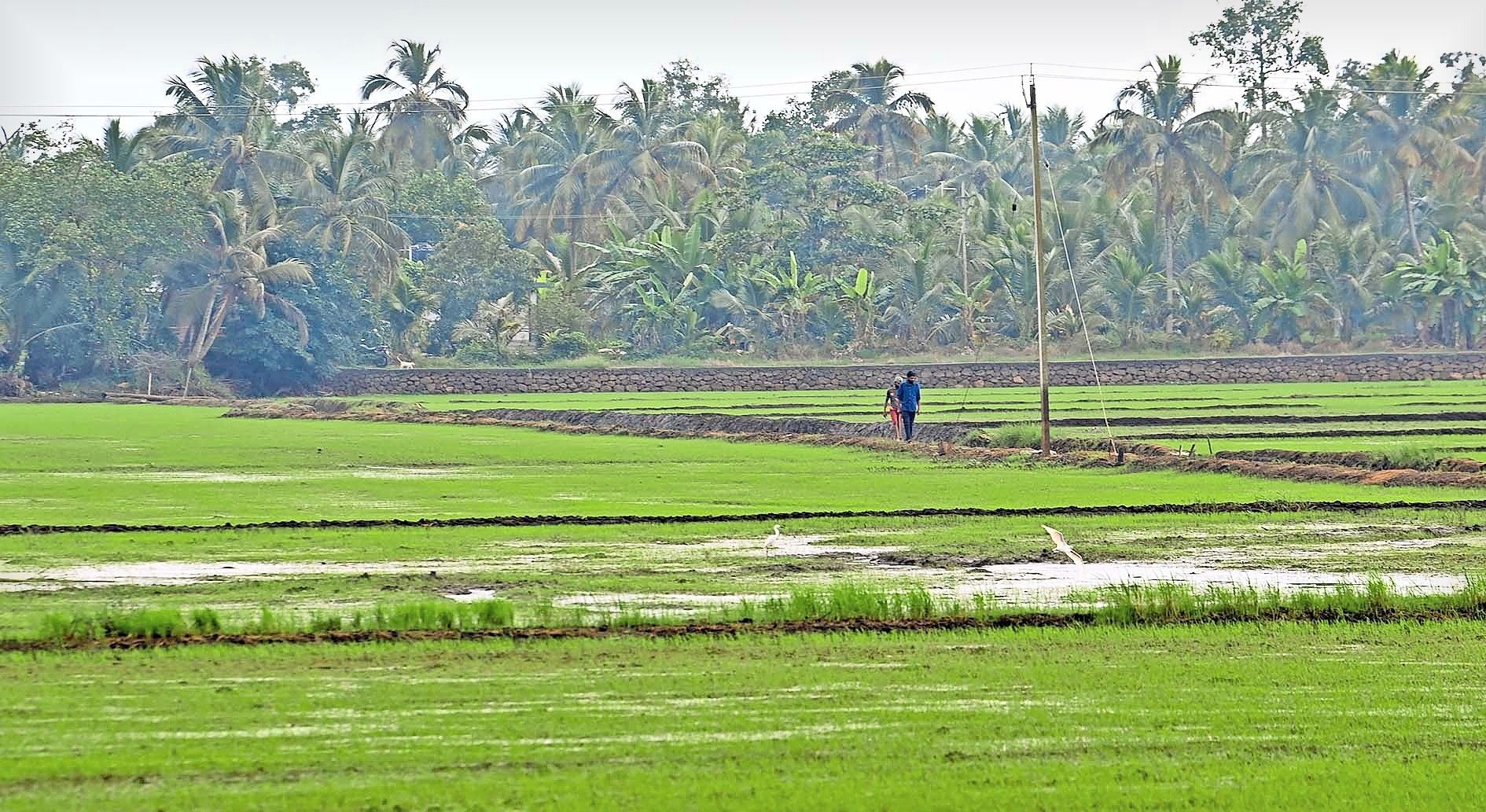 karshakarude pratheekshakal