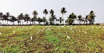 kifbiye illathaakkal