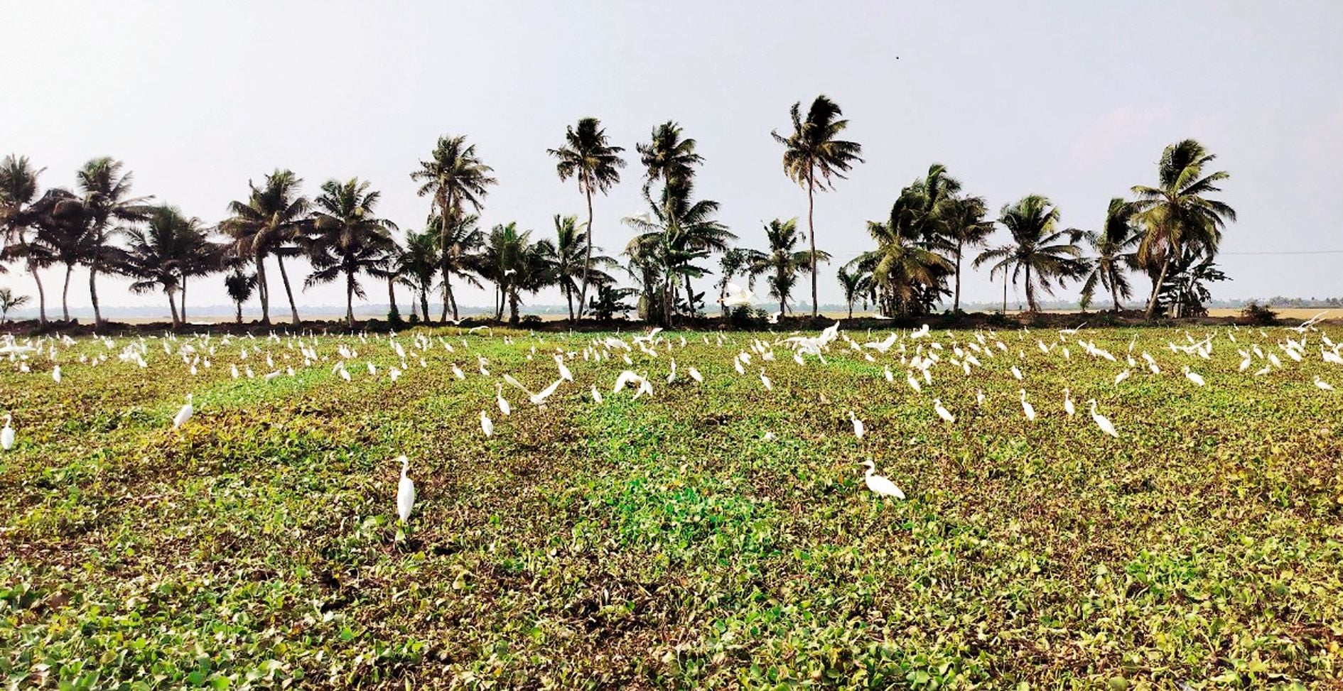 kifbiye illathaakkal