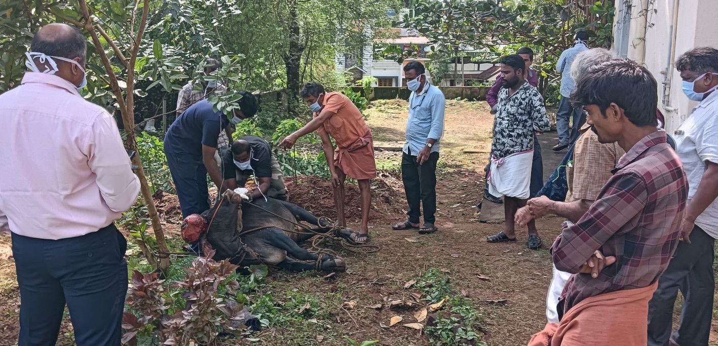 മയക്കുവെടിയേറ്റുവീണ കാളയെ മൃഗസംരക്ഷണ വകുപ്പ് അധികൃതരും പൊലീസും ചേര്‍ന്ന് പിടിച്ചുകെട്ടി ശുശ്രൂഷ നല്‍കുന്നു