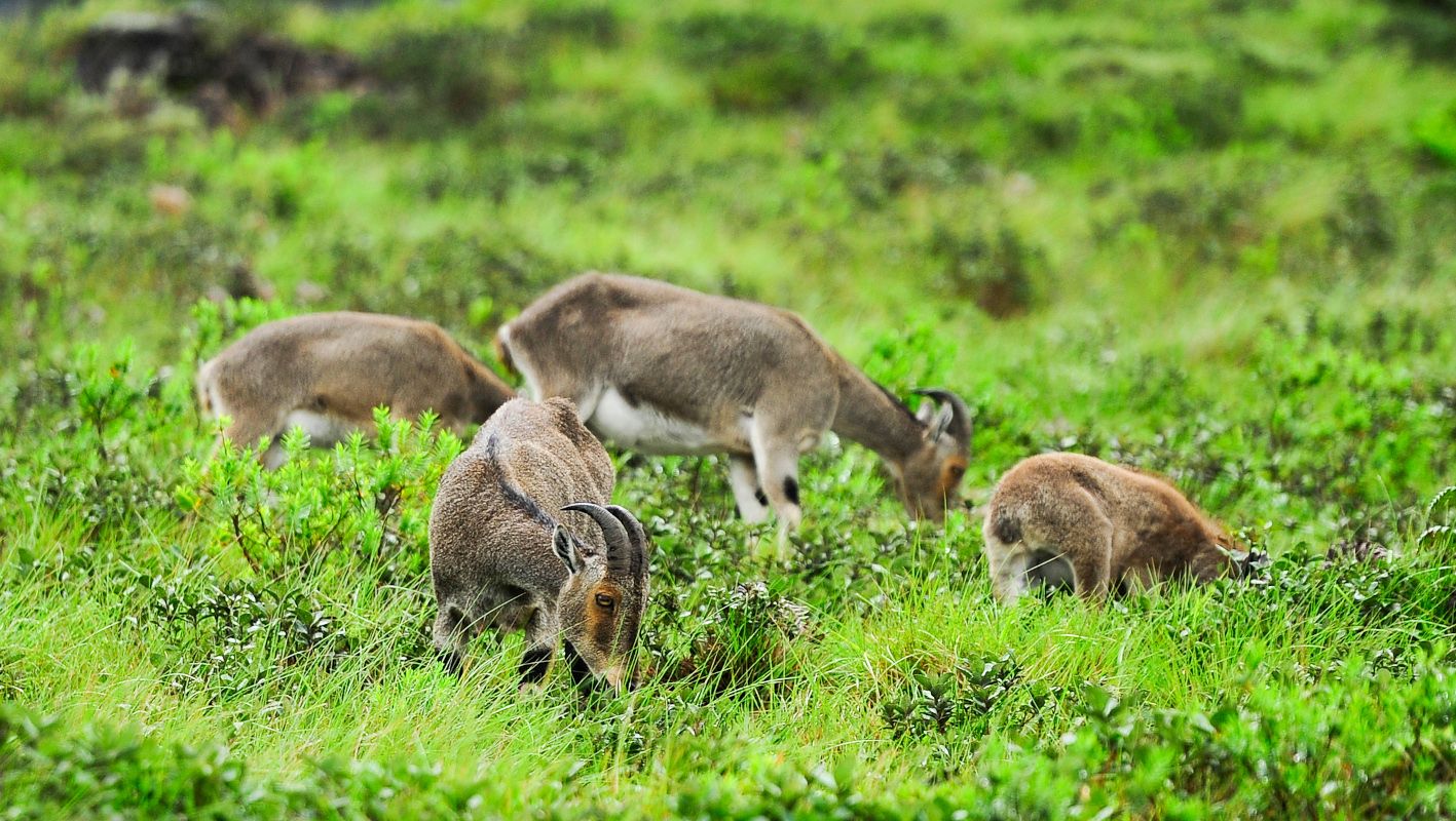 utharavaadithwa toorisam