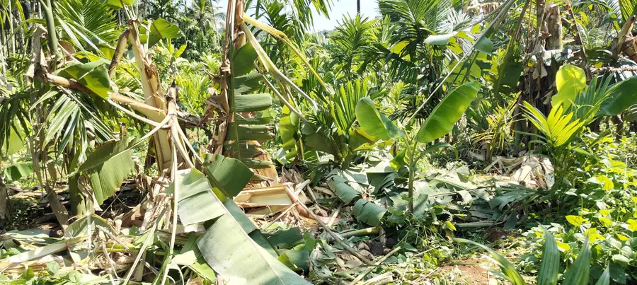 തോന്നൂർക്കര പടിഞ്ഞാറ്റുമുറിയില് കാട്ടാന ഇറങ്ങി നശിപ്പിച്ച കൃഷിയിടം