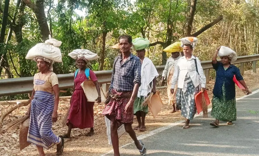 നാടുകാണി ചുരത്തിൽനിന്ന് കുടുംബസമേതം മുളയരി ശേഖരിച്ച് മടങ്ങുന്നവർ