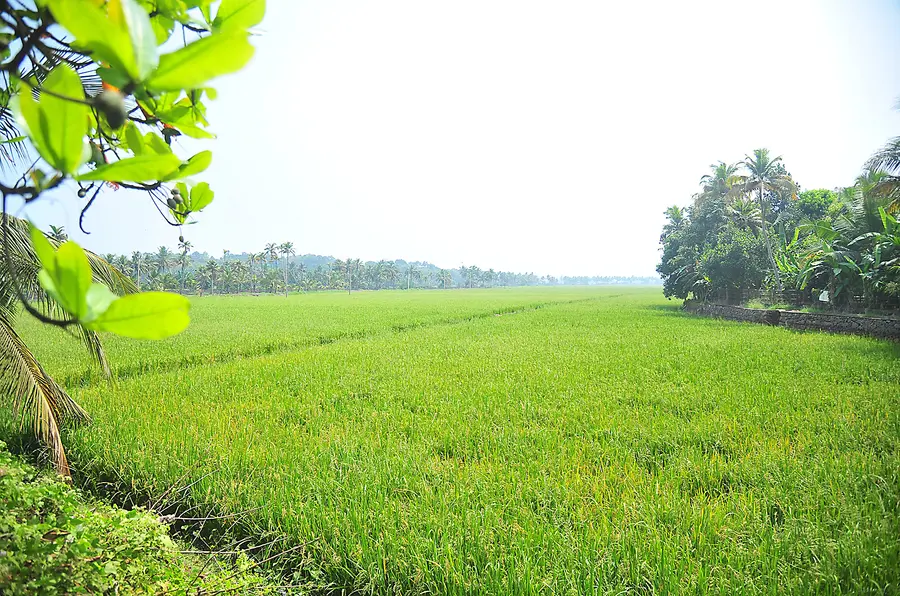 nelvila vitharanam