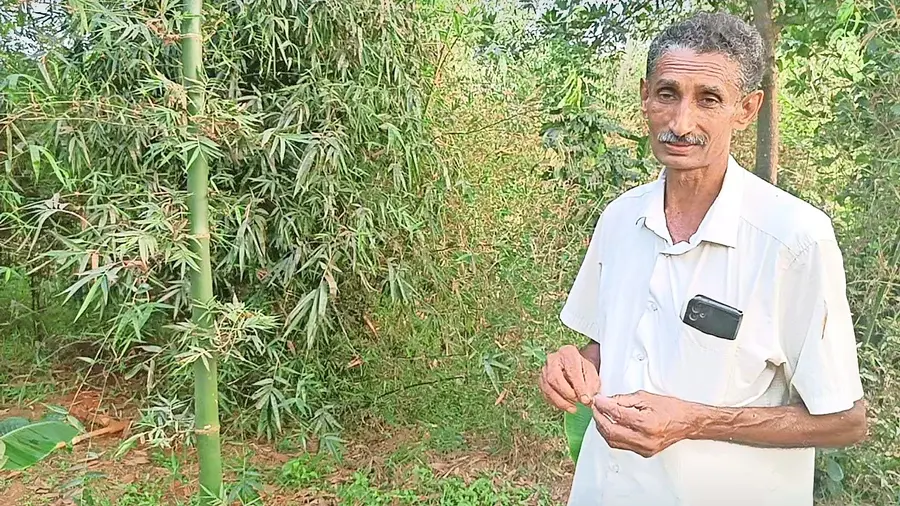 baambu krishi