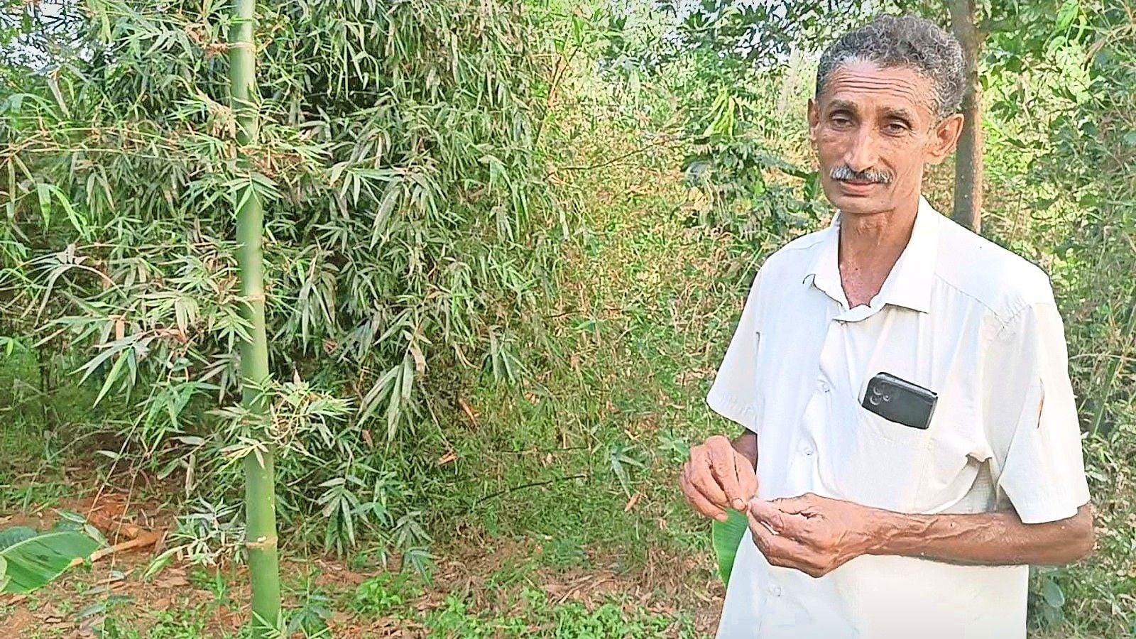 baambu krishi