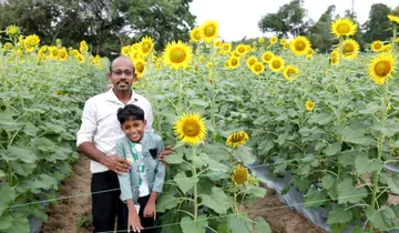 Rising from the sunflower field