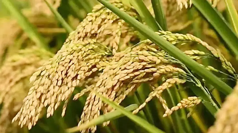 nellu sambharanam