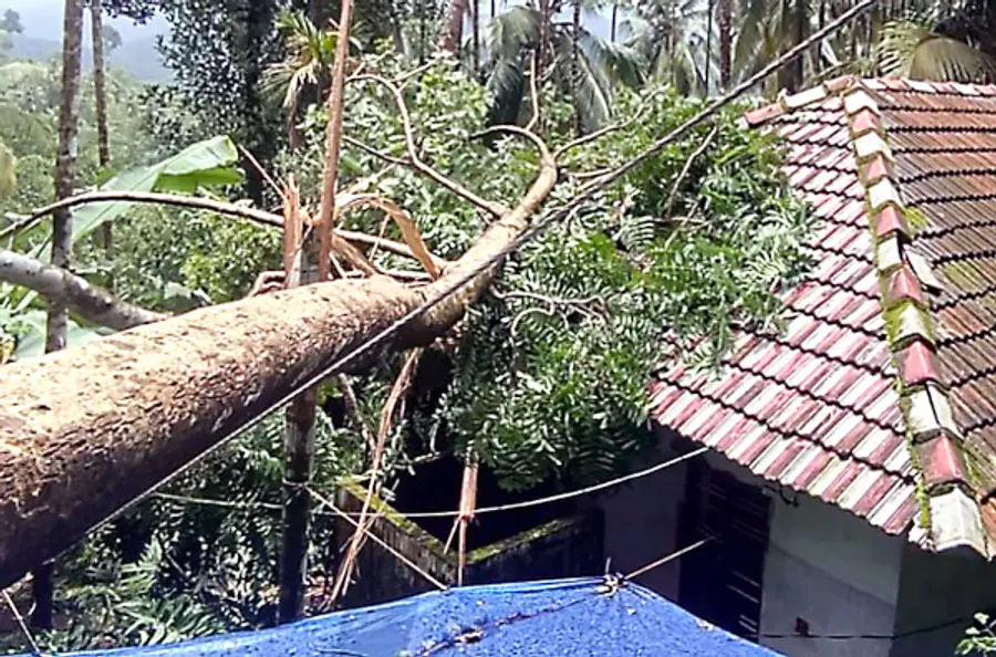 ആവുള്ളക്കോട്ടെ ബാലകൃഷ്ണന്റെ വീടിന് മുകളിൽ മരം വീണ നിലയിൽ