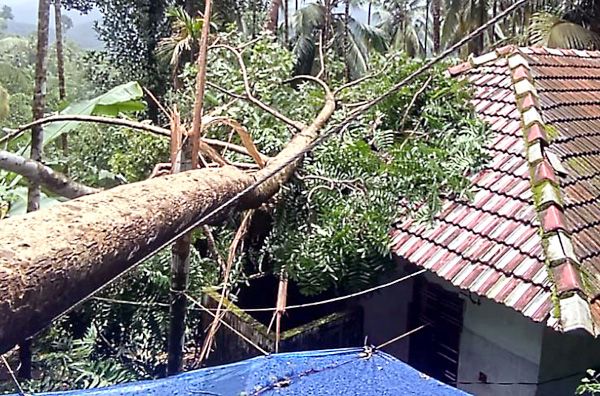 ആവുള്ളക്കോട്ടെ ബാലകൃഷ്ണന്റെ വീടിന് മുകളിൽ മരം വീണ നിലയിൽ