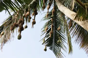 sa
