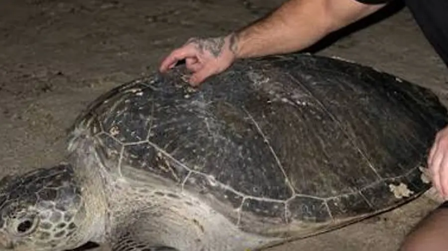 sea turtle