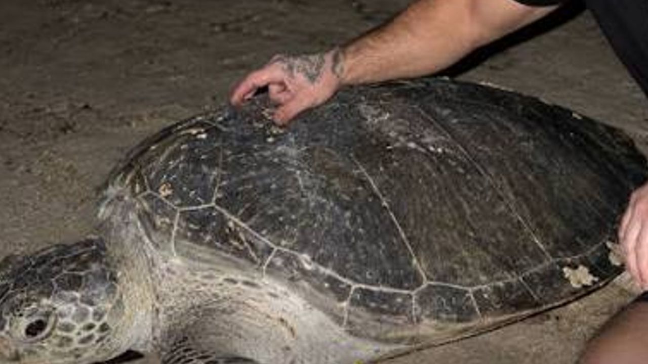 sea turtle