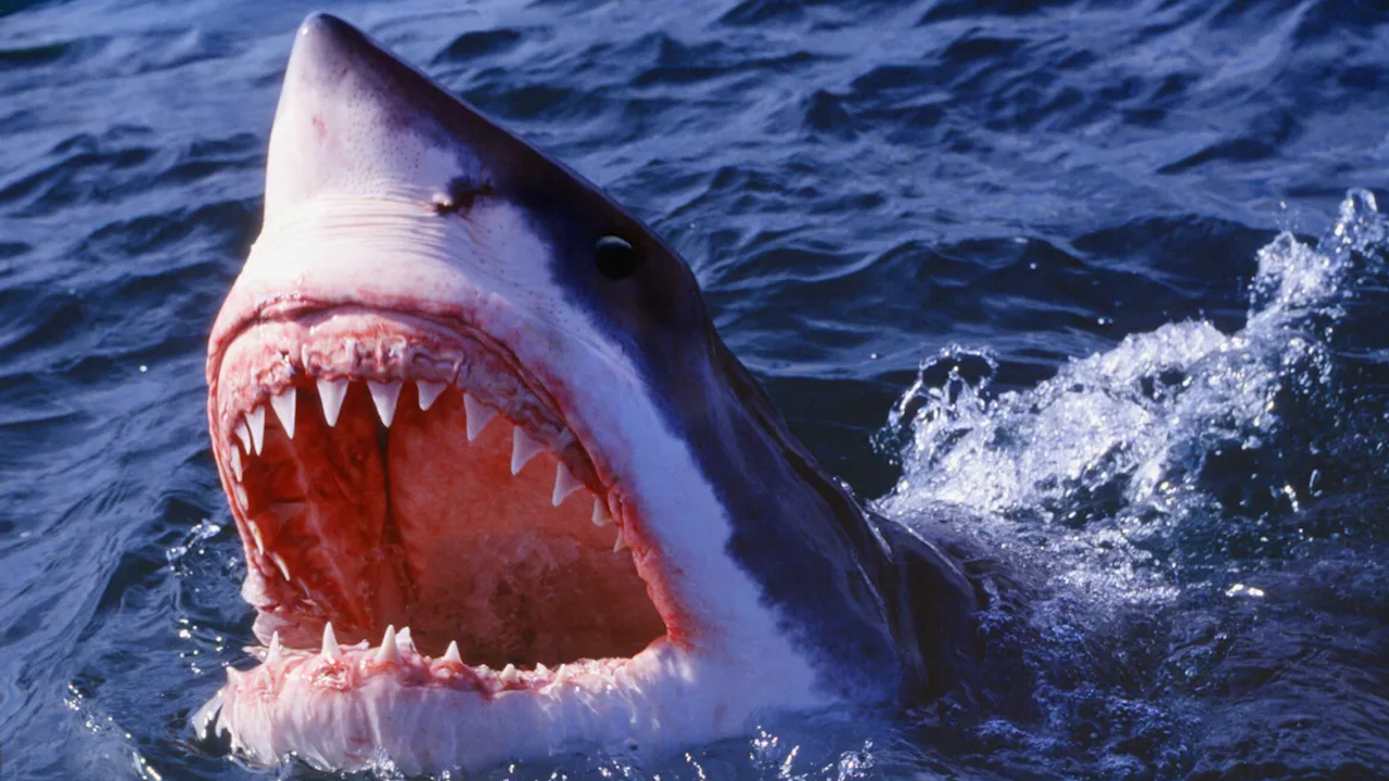 shark