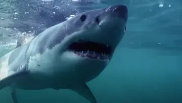 shark attack