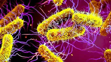 SHIGELLA