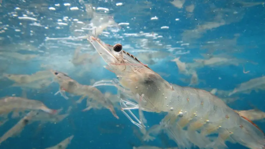 shrimp