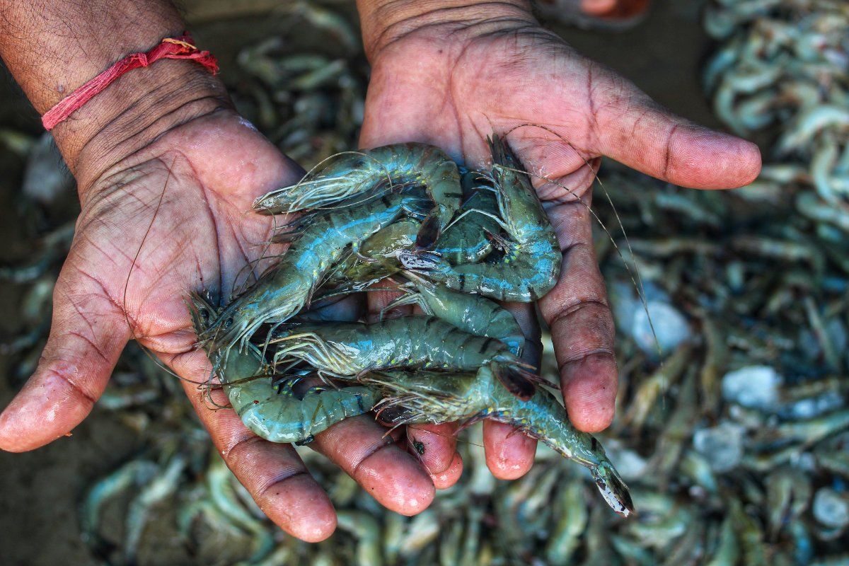 shrimp in kerala
