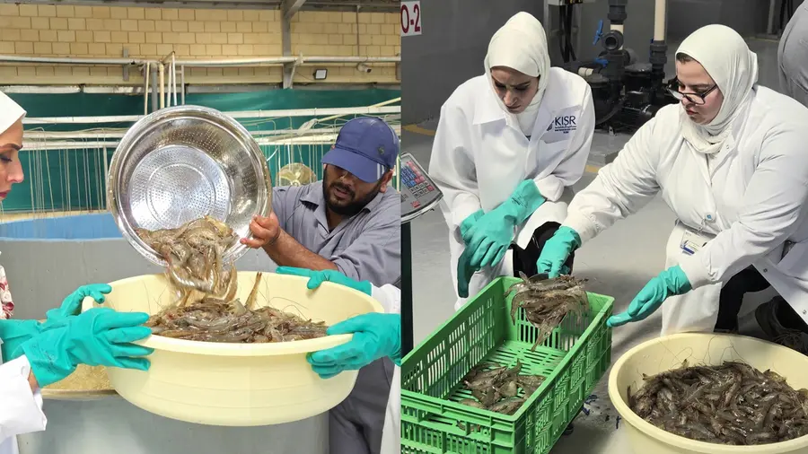 shrimp harvest