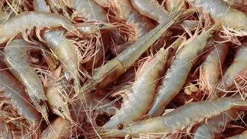 shrimp kuwait