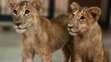 simba