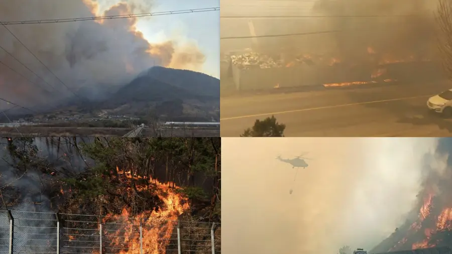 s korea forest fire