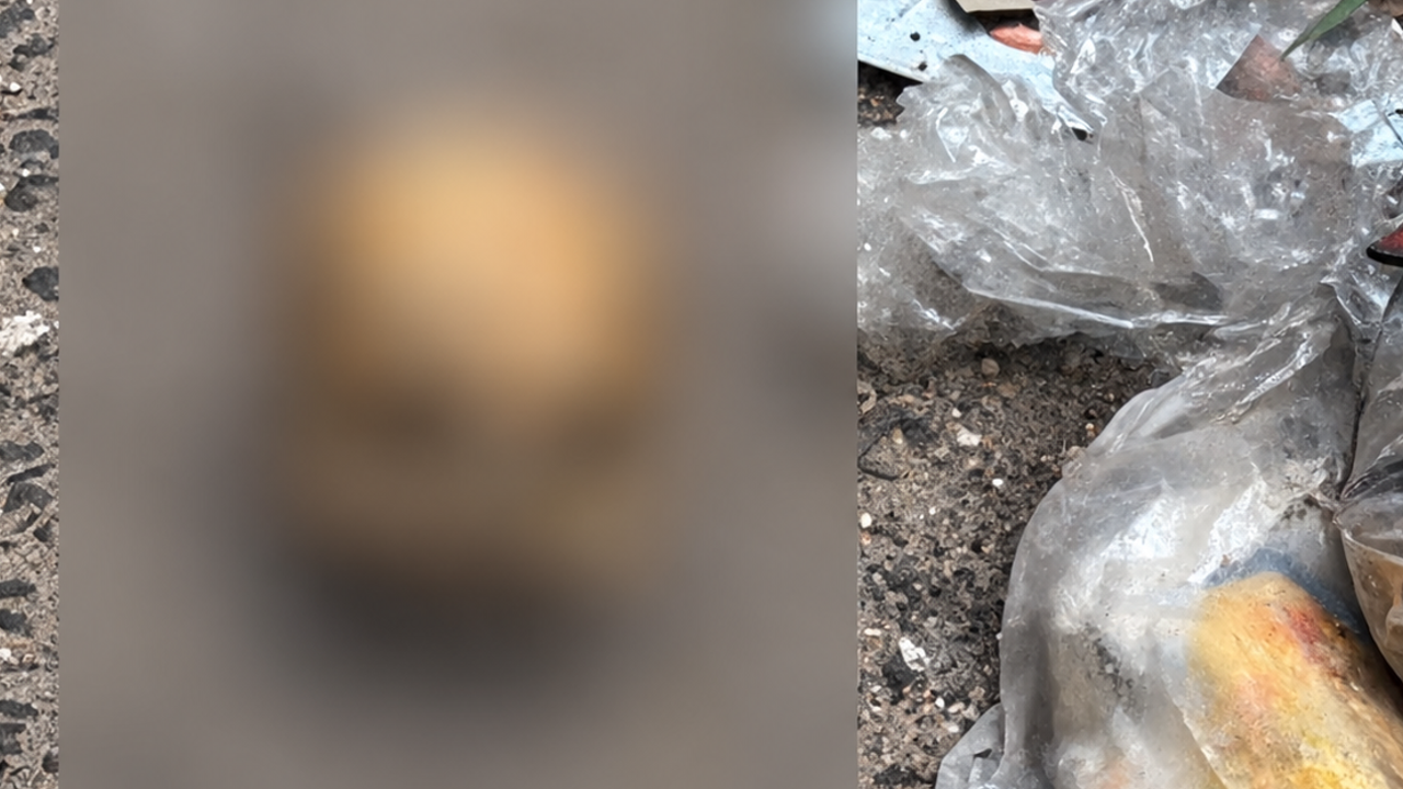 Skull found 