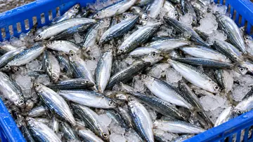 small mackerel