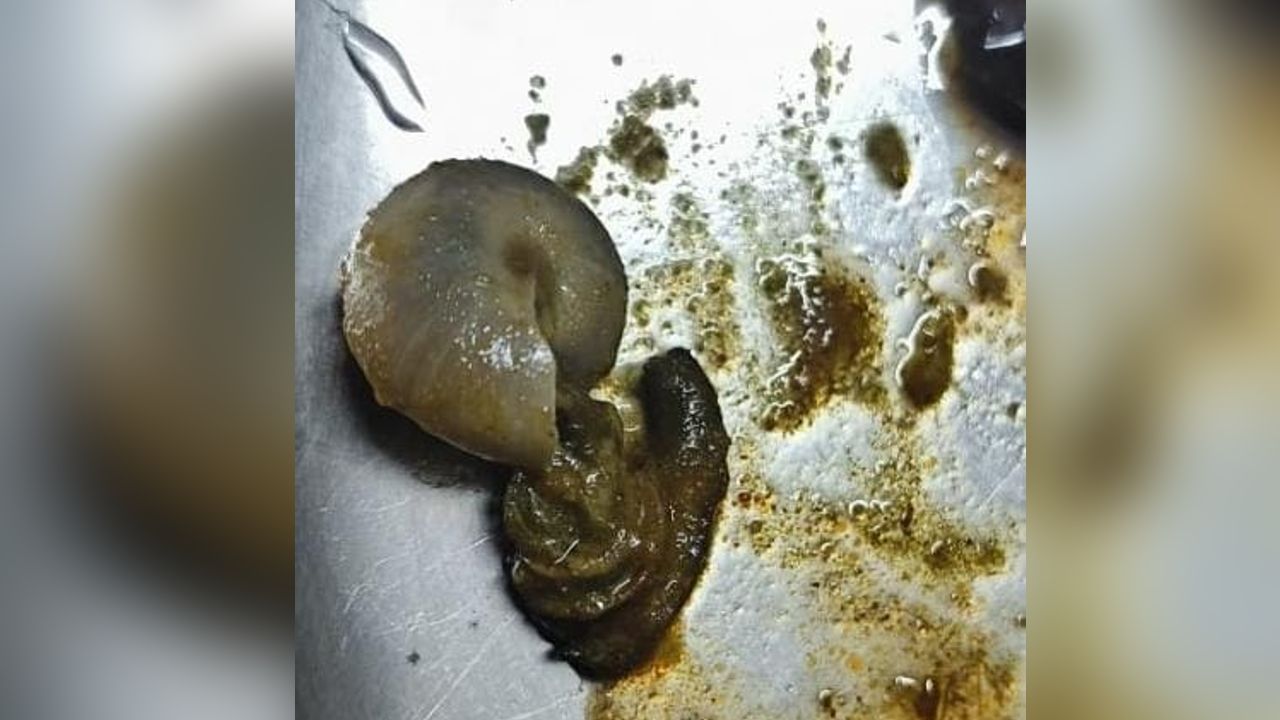 snail in egg curry