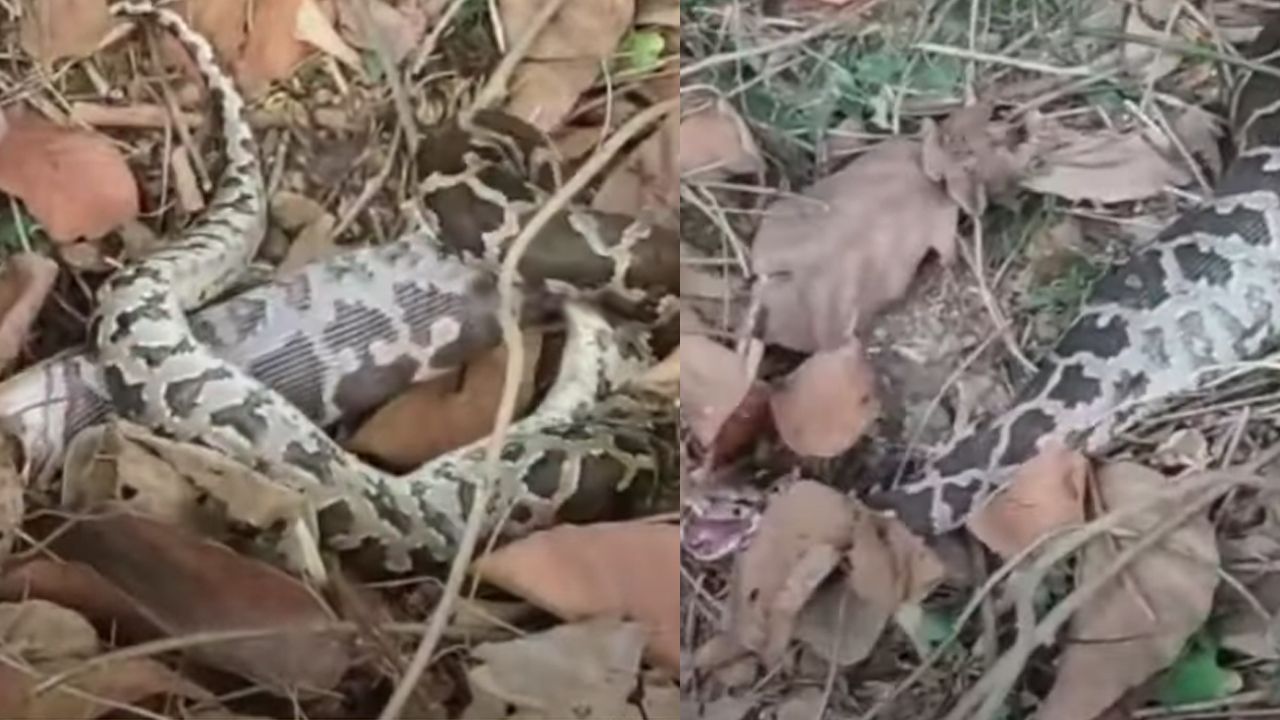 snake