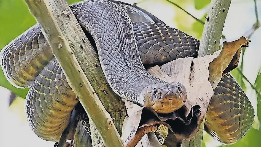 snake