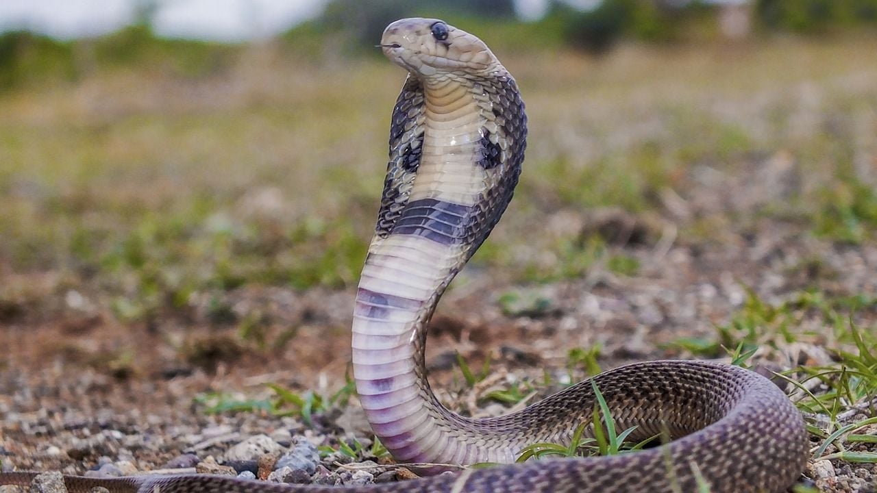 snake