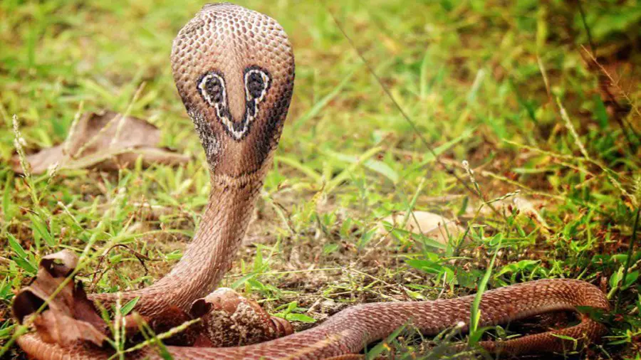 snake