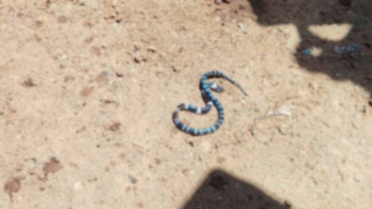 Snake  