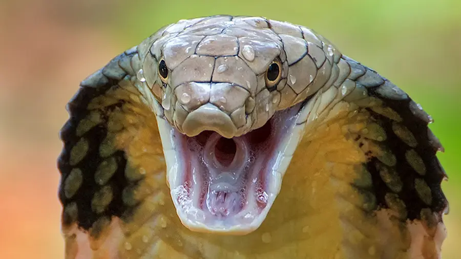 snake attack