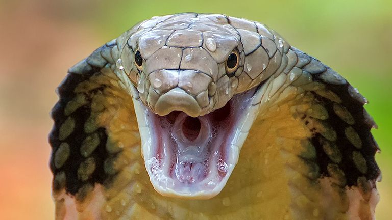 snake attack