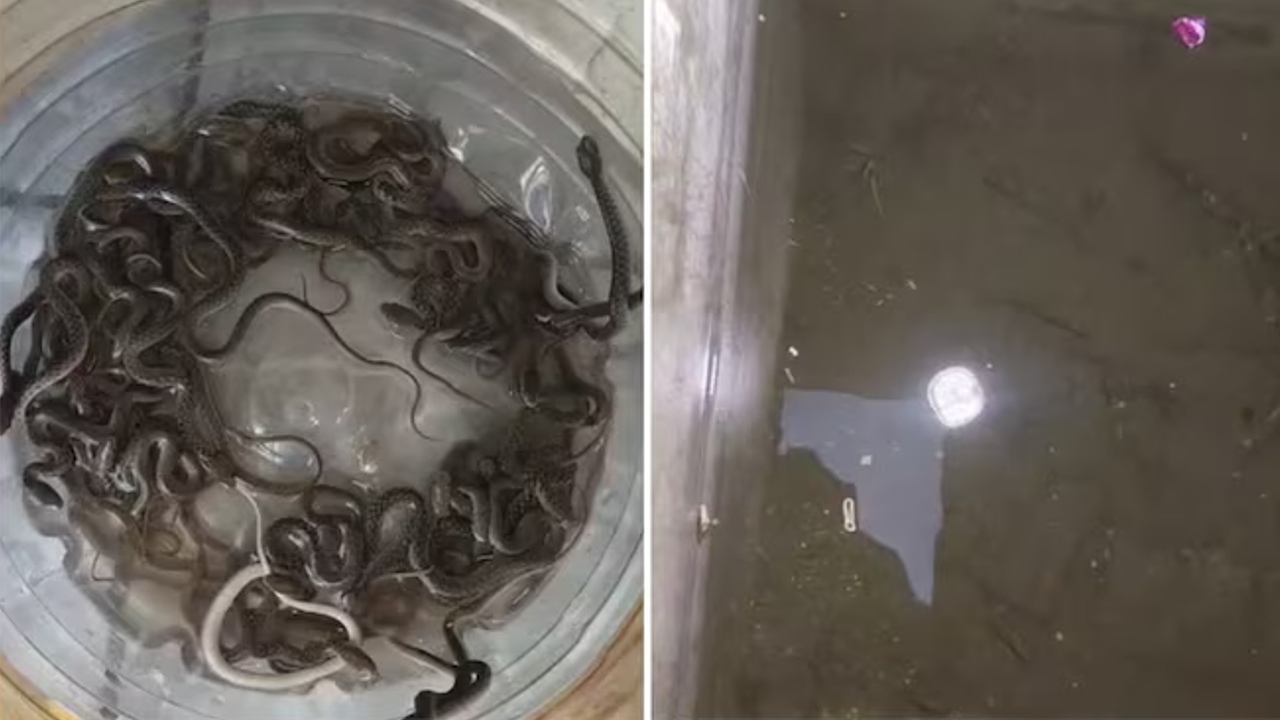 snake