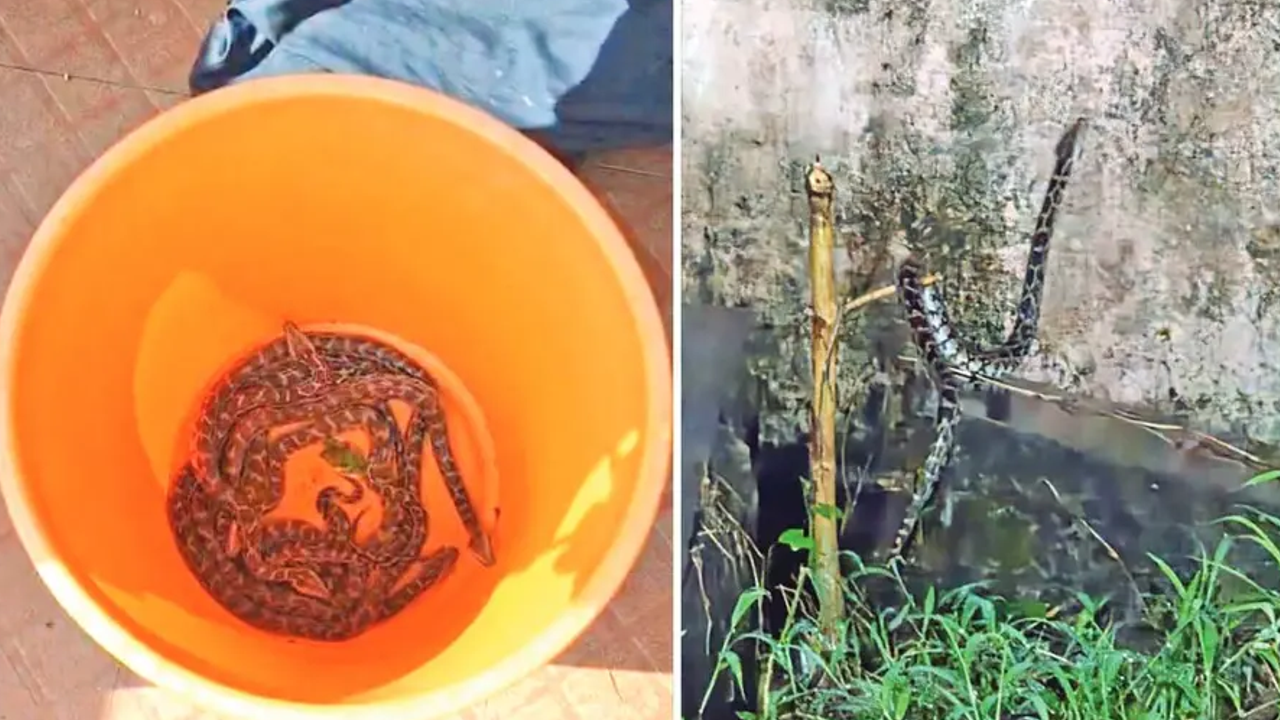 Snake Found 