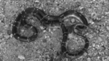 Snake Bite 