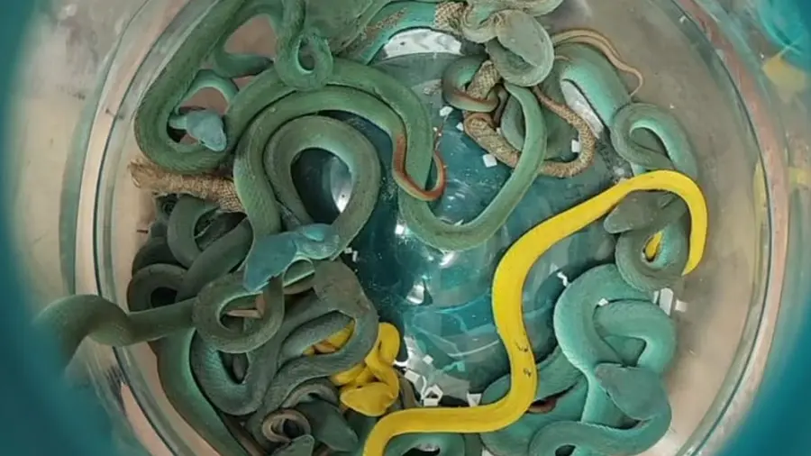 snake airport