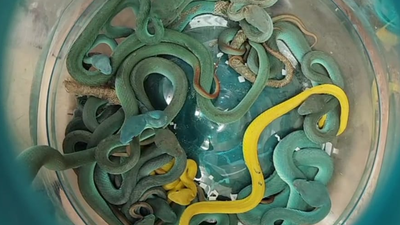 snake airport