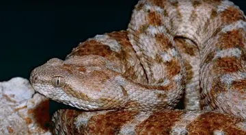 snake